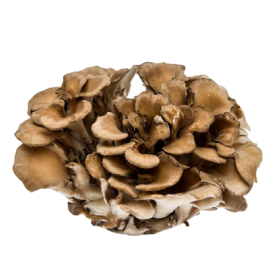 Maitake