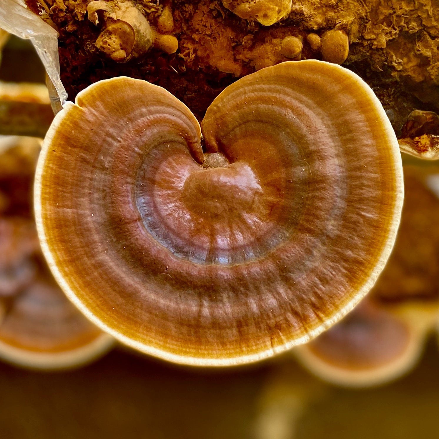 Reishi