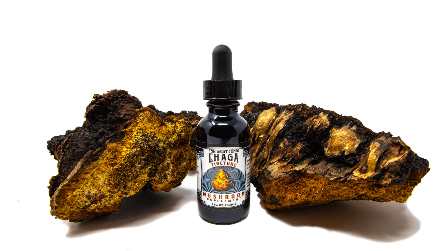Bottle of Chaga Tincture with two pieces of chaga mushroom on a white background