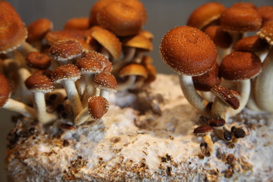 Cinnamon Cap Mushroom Mini-Farm Grow Kit