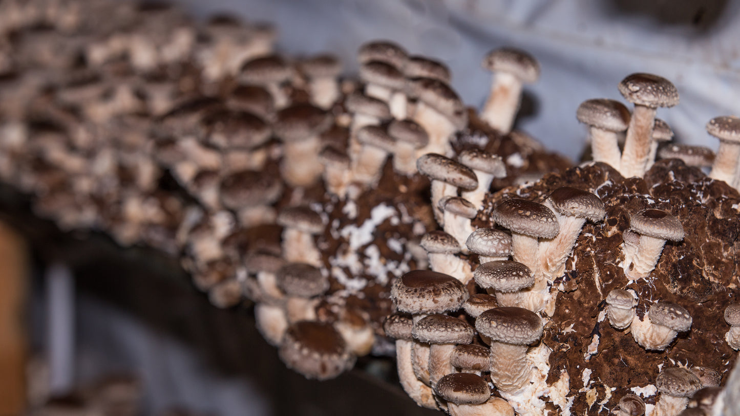 Close-up of mushroom cultivation on a substrate
