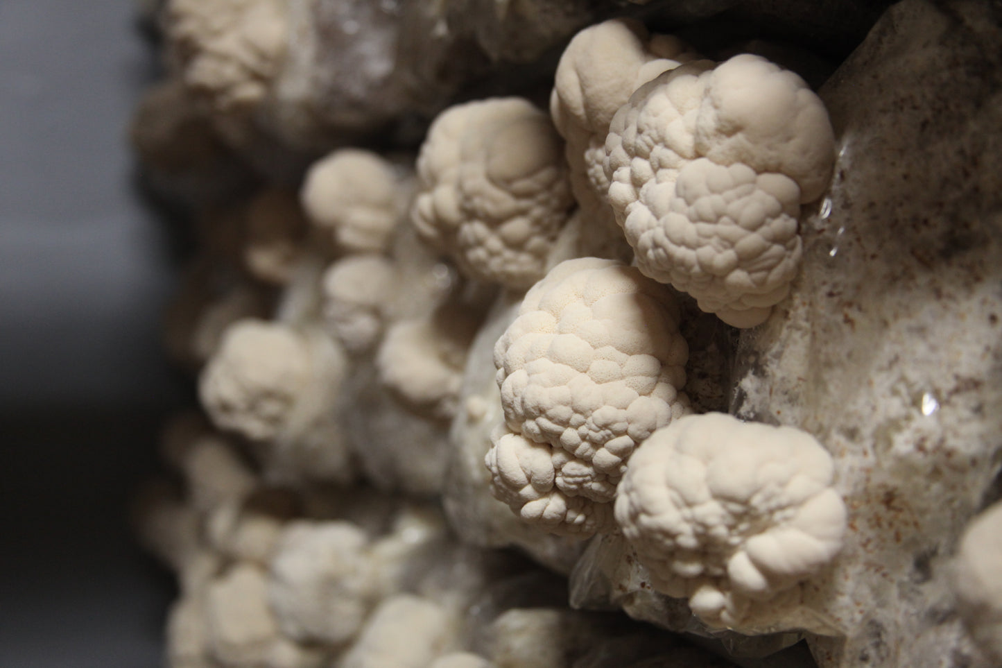 Close-up of a cluster of white mushrooms on a dark background