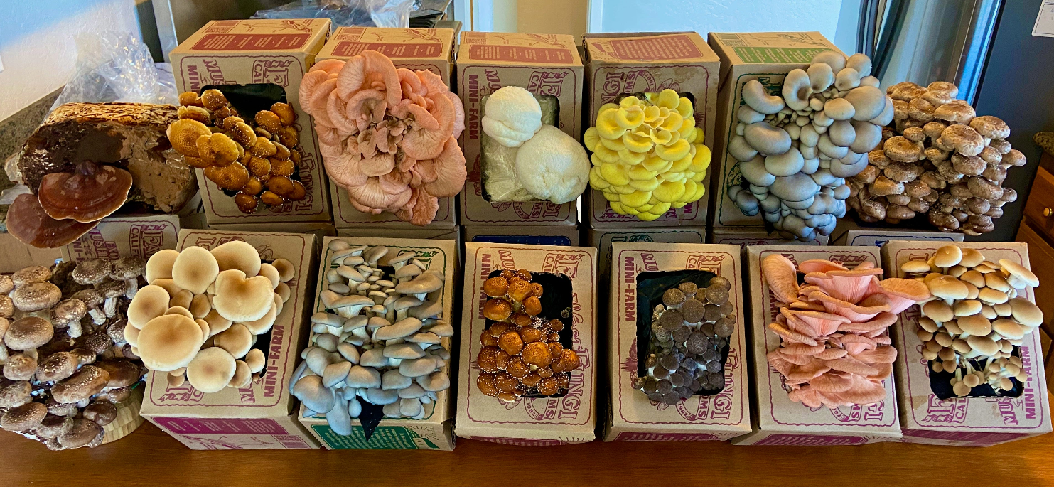 Collection of variously shaped and colored decorative stones in boxes on a wooden surface.