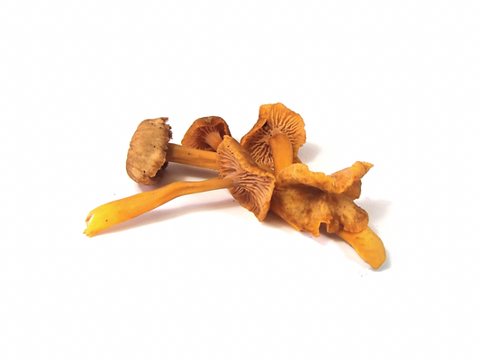 Close-up of a group of orange mushrooms on a white background