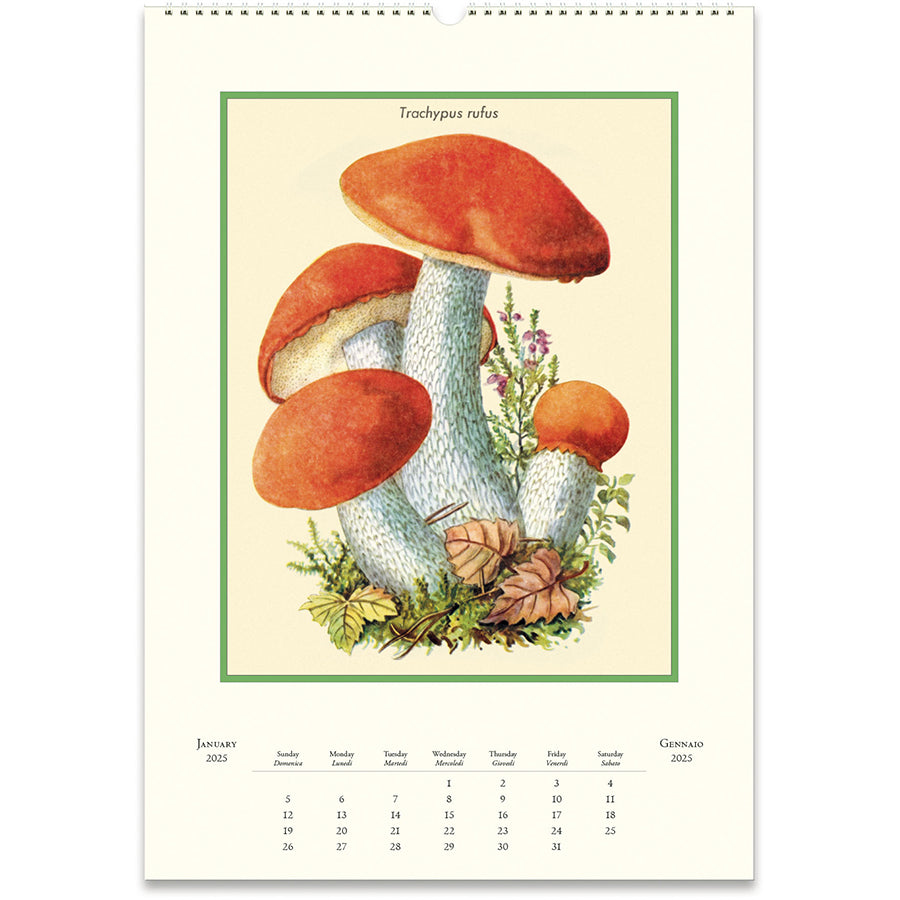 2025 Mushroom Wall Calendar Far West Fungi