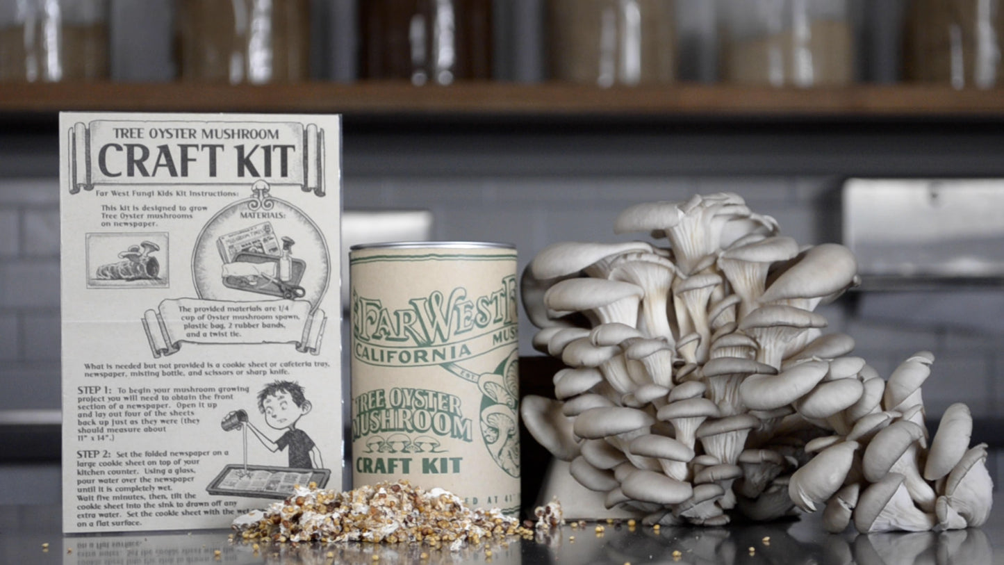 Oyster mushroom craft kit with packaging and mushrooms on a table