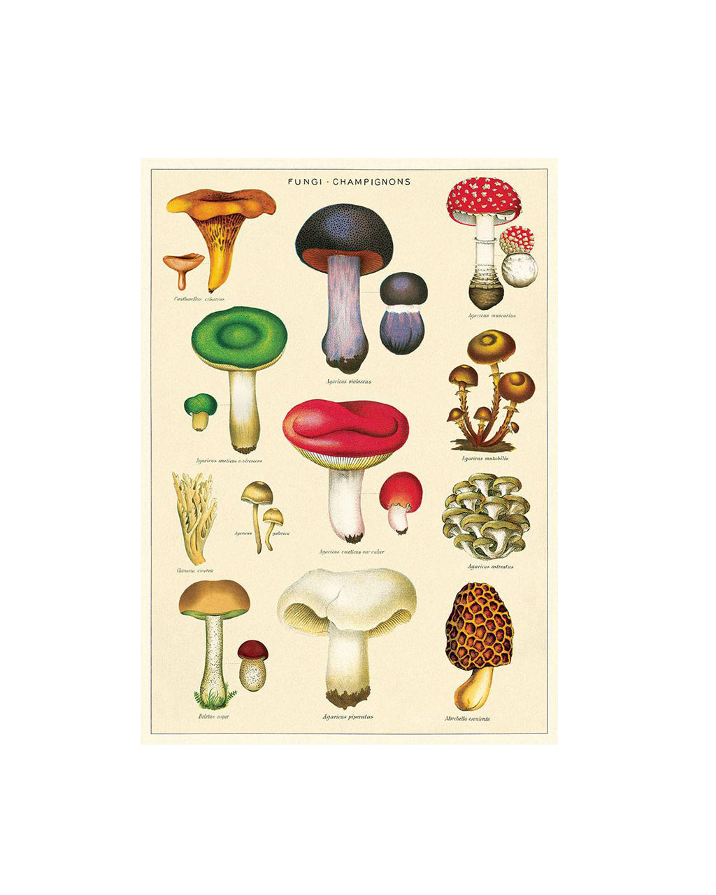 A vintage-style botanical poster titled 'Fungi Champions' featuring multiple illustrated mushroom species on an off-white background, centered on a light gray canvas.