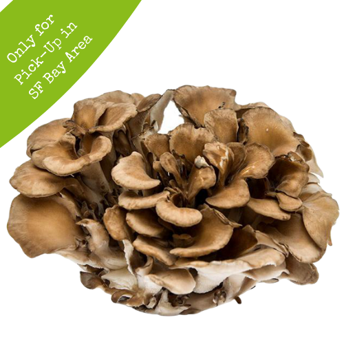 Fresh Maitake 5lb Box