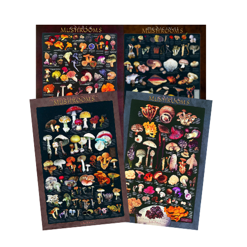 Mushroom Poster Bundle - Artwork by David Aurora – Far West Fungi