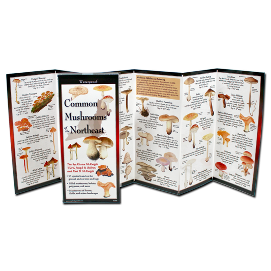 Common Mushrooms of Northeast