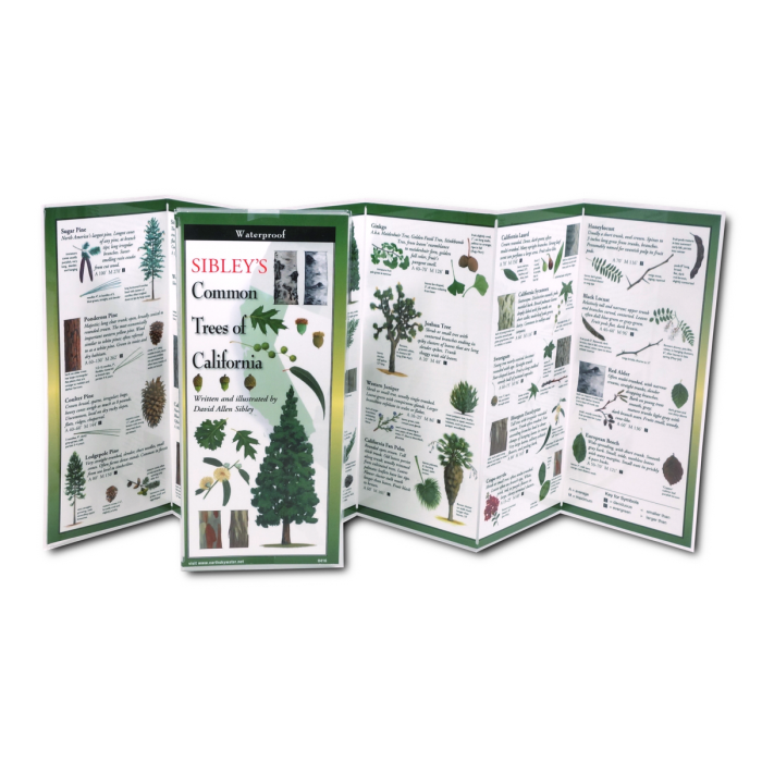 Common Trees of California