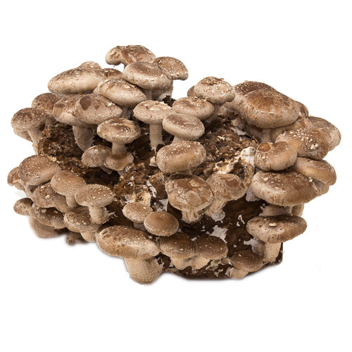 Shiitake Mushroom Mini-Farm Grow Kit
