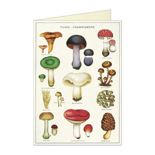 Fungi Champignons Card