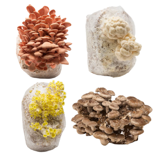 Mushroom Mini-Farm Grow Kits Variety 4 Pack