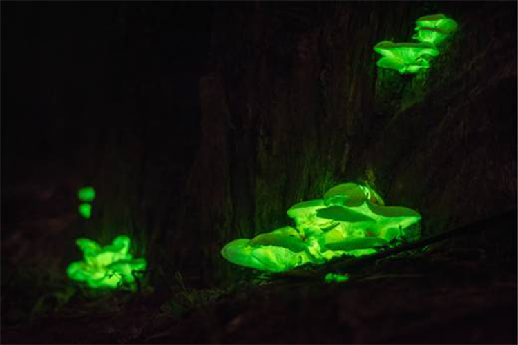 7 Weird Mushroom Facts