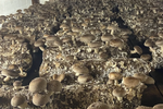 How Chinese substrate produces 'Product of USA' mushrooms