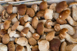 Porcini