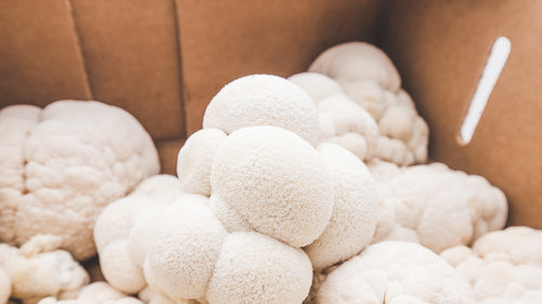 A Beginner's Guide to Cooking with Lion’s Mane Mushrooms