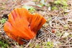 The Lobster Mushroom