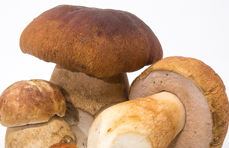 Porcini
