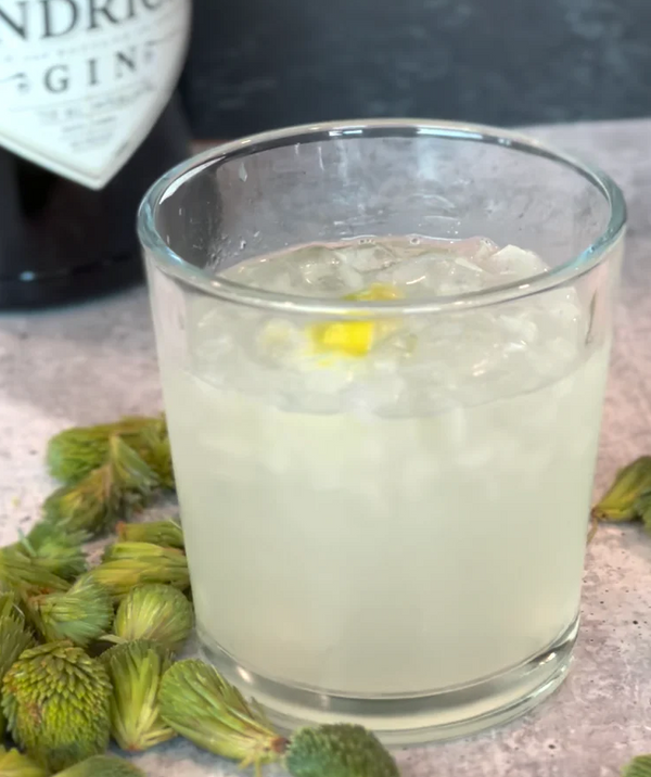 Spruce Tips and Gin