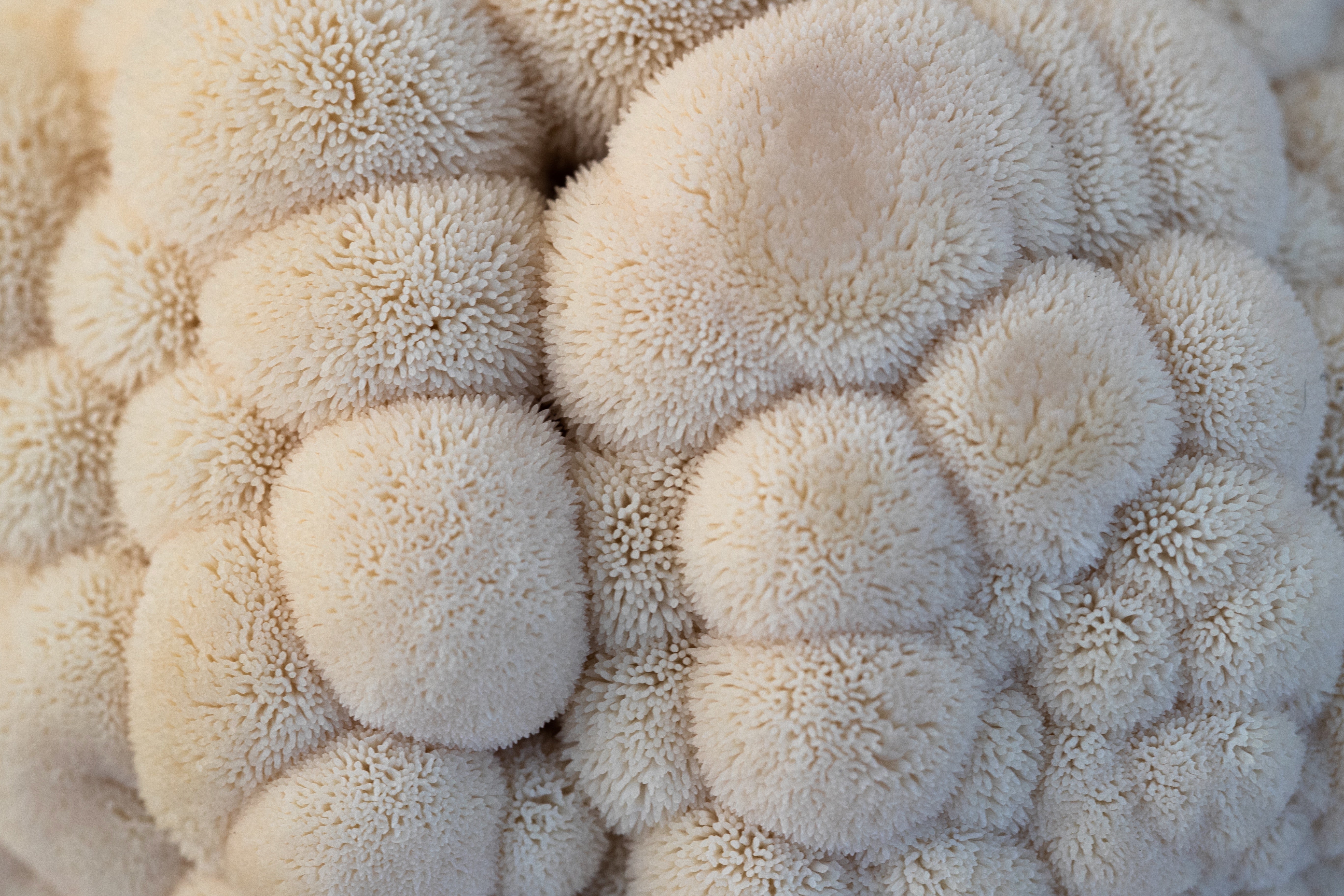 Lion’s Mane Mushrooms: Health Benefits and How to Cook This Versatile Mushroom