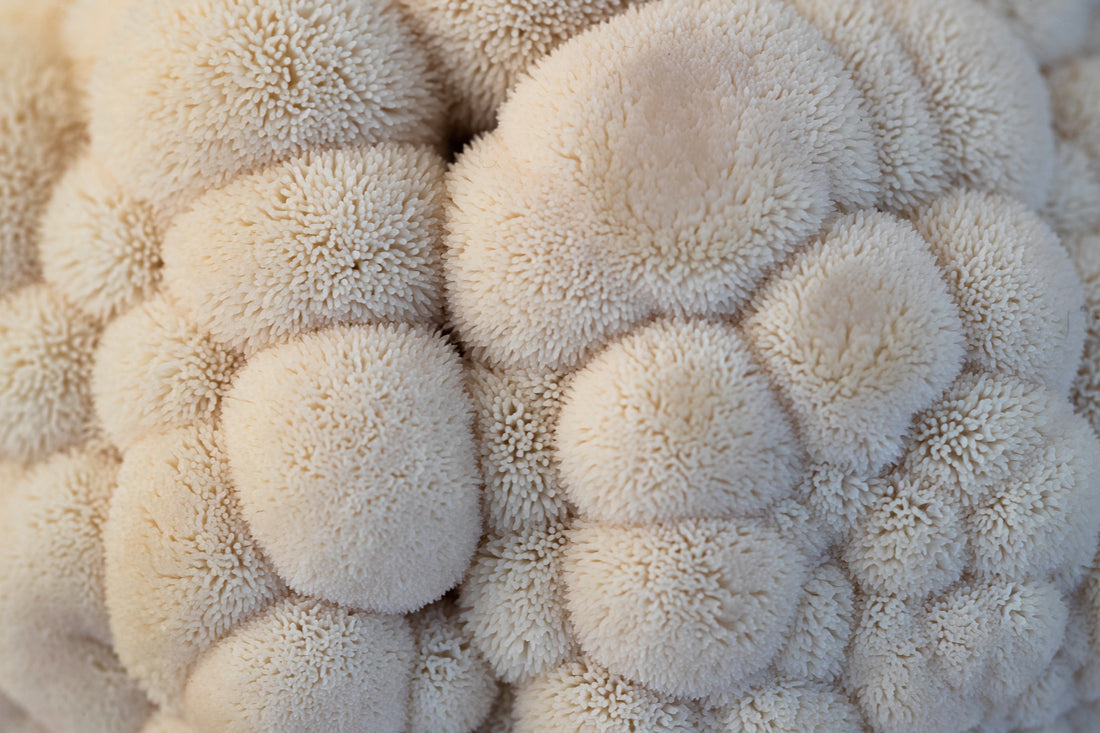 Lion’s Mane Mushrooms: Health Benefits and How to Cook This Versatile Mushroom