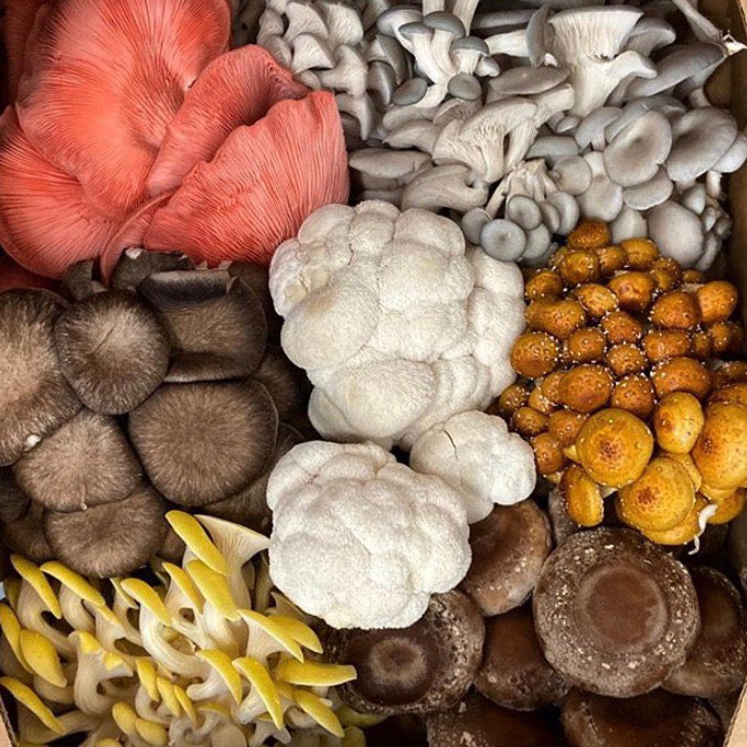 Types of Cultivated Mushrooms: Culinary, Functional & What Makes Them Unique