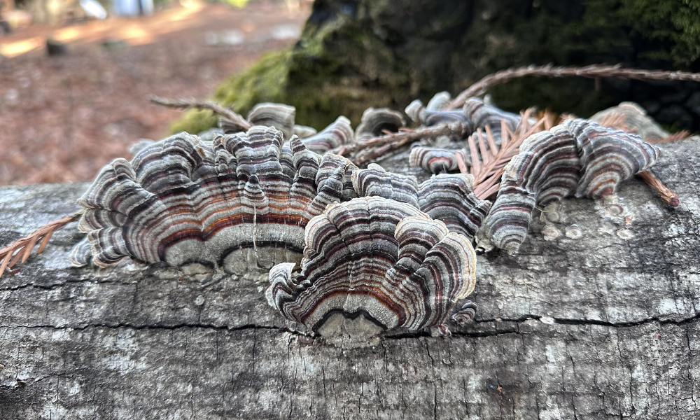 Wild Mushroom Prices Explained: Why Wild Mushrooms are one price one month and a very different price the next month.