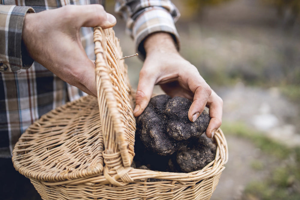 The Winter Black Truffle