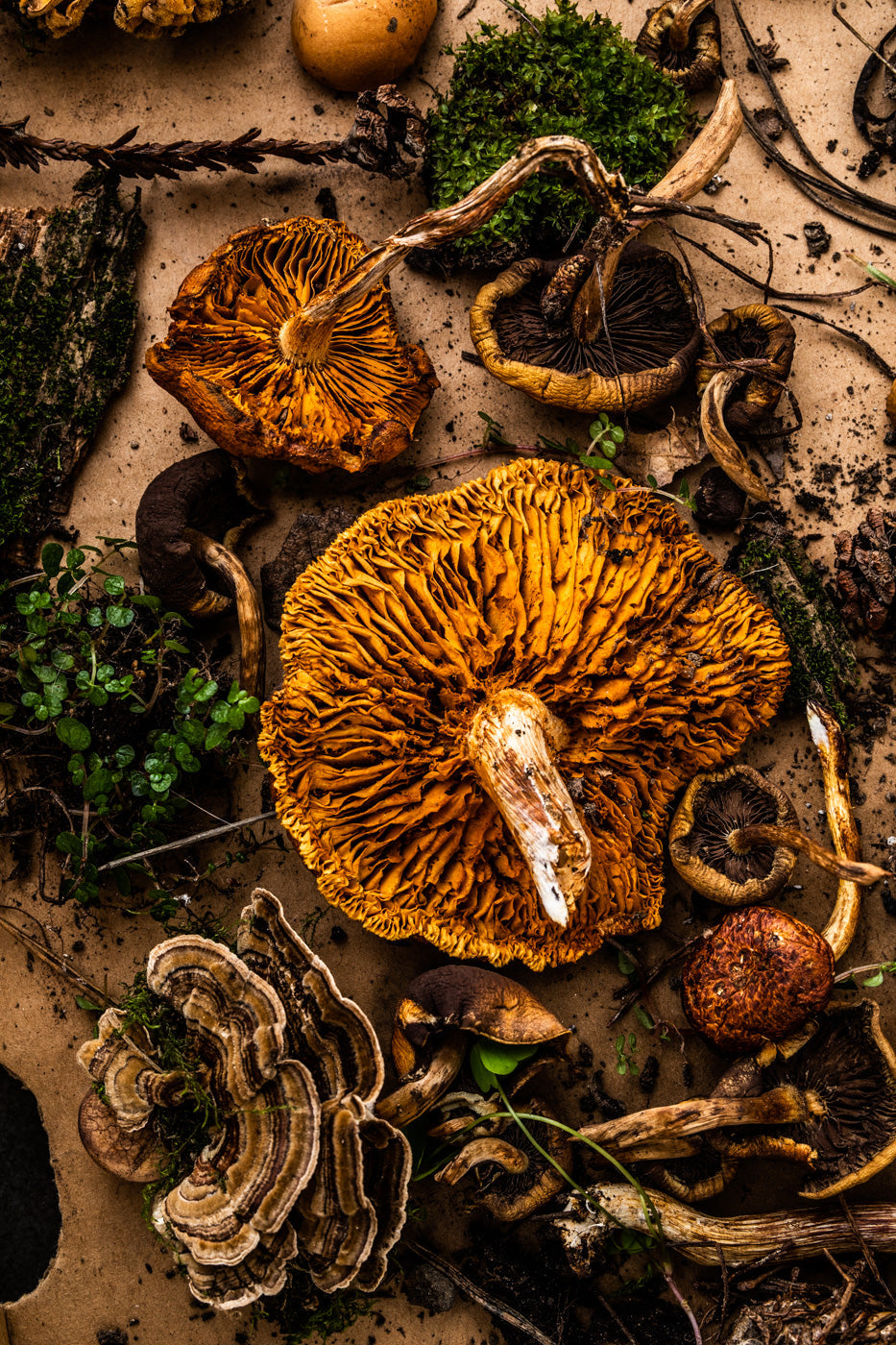 Foraging