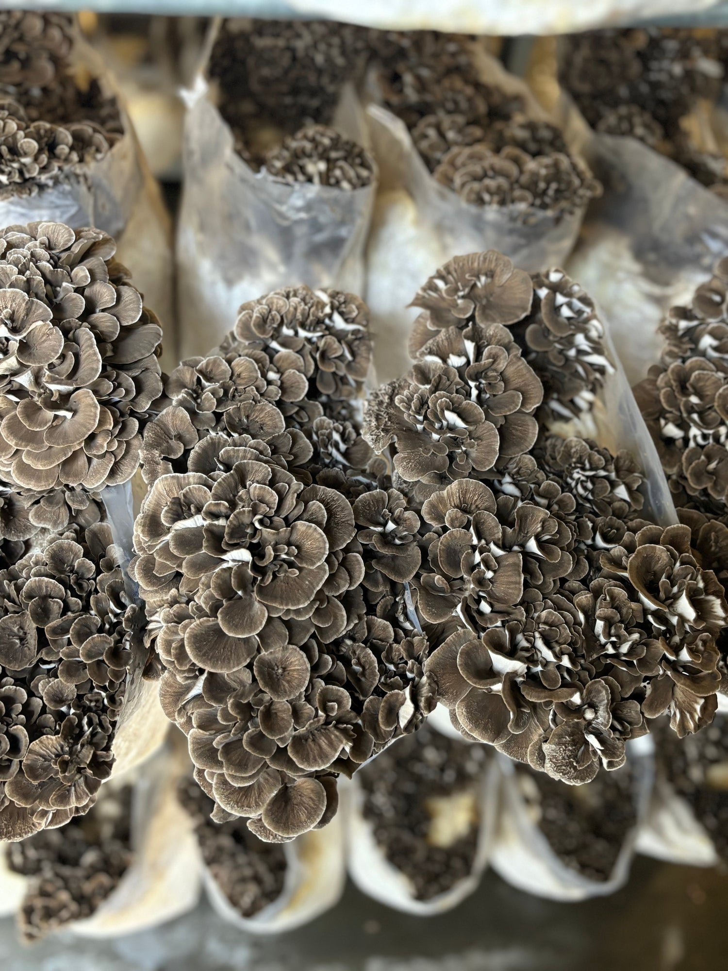 Maitake