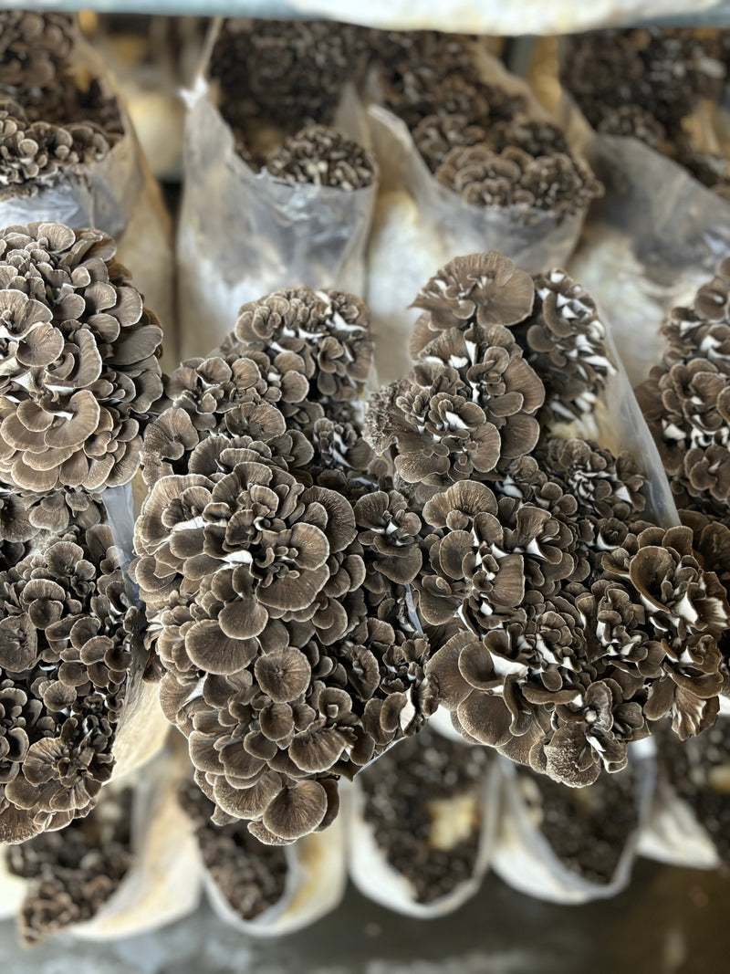 Maitake
