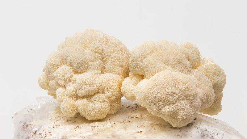 Lion's Mane Collection