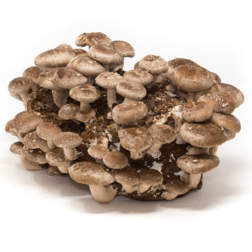 Shiitake Collections