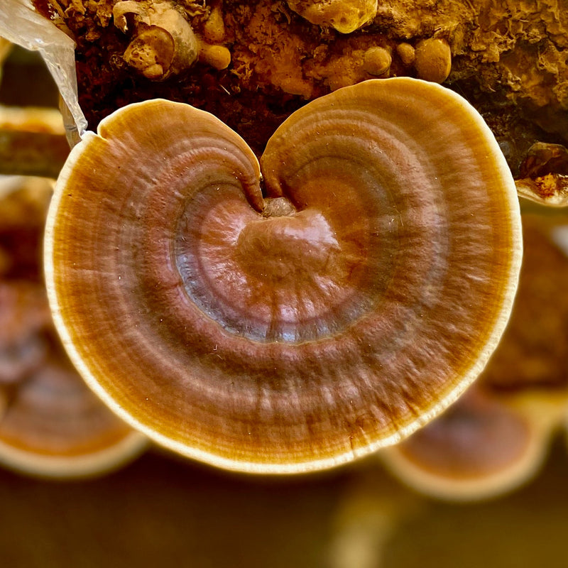 Reishi