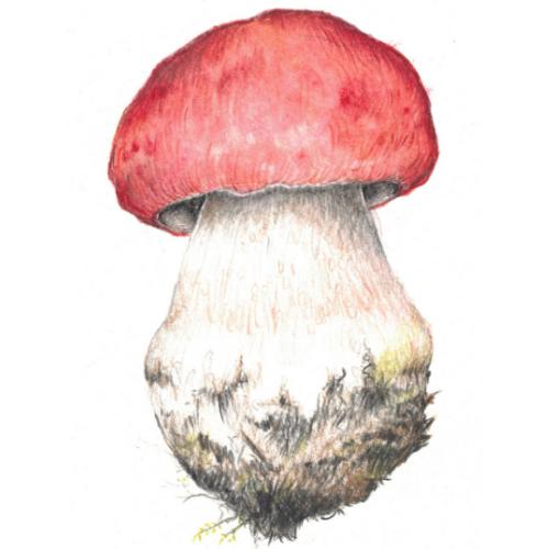 Exclusively Far West Fungi