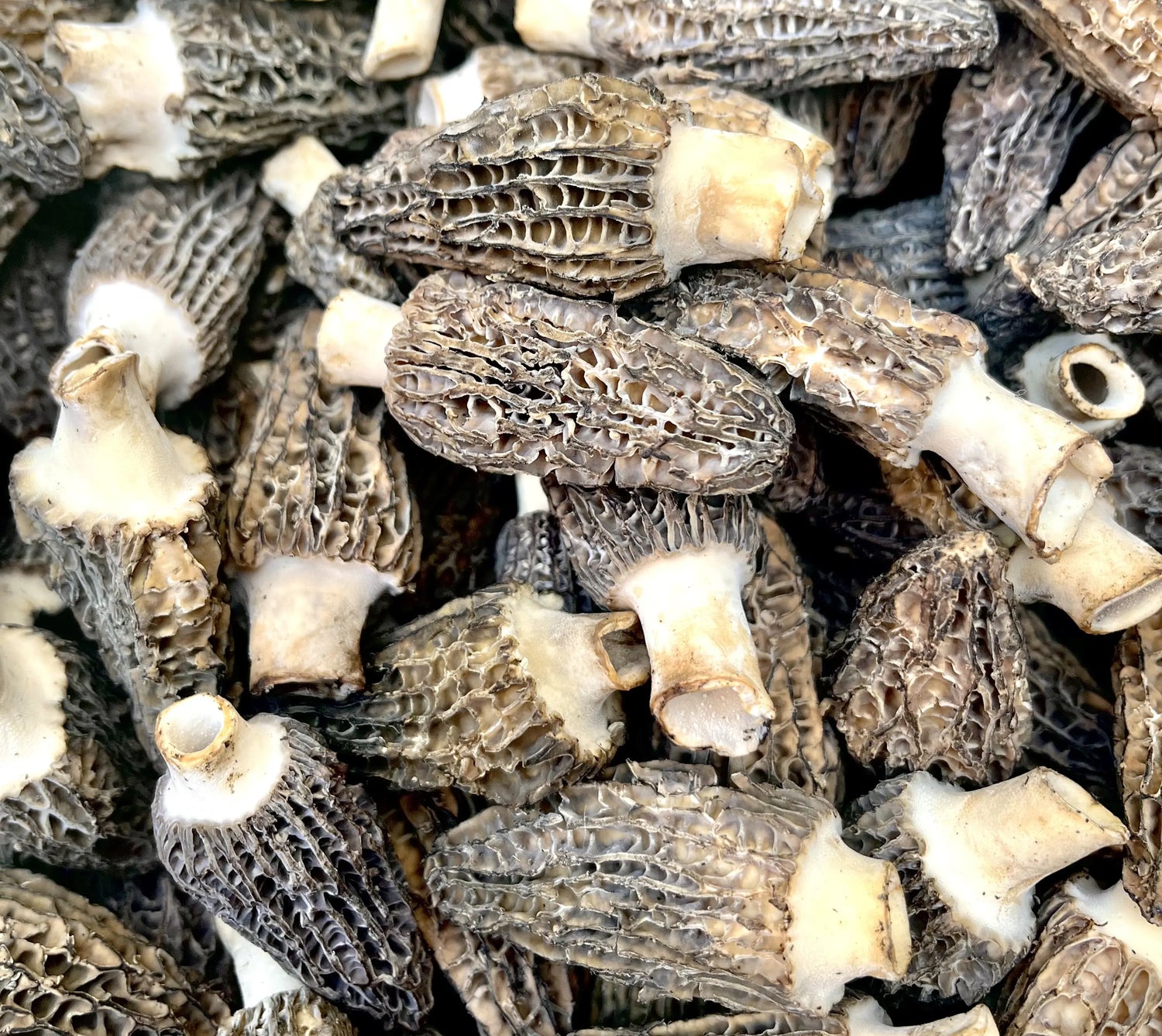 Morels Collection
