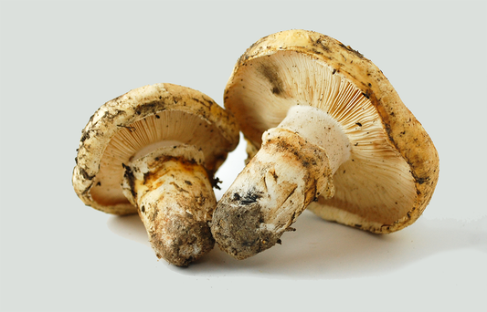 Two mushrooms on a light gray background