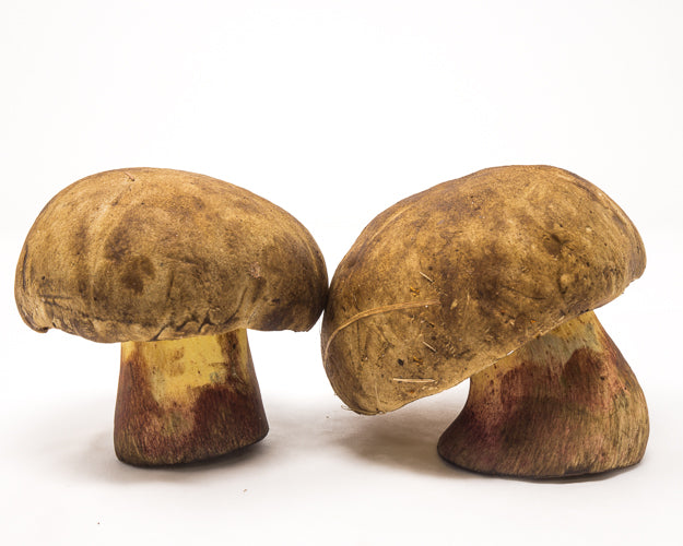 Two brown mushrooms on a white background