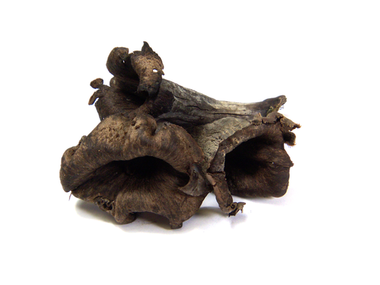 Brown dried plant material on a white background