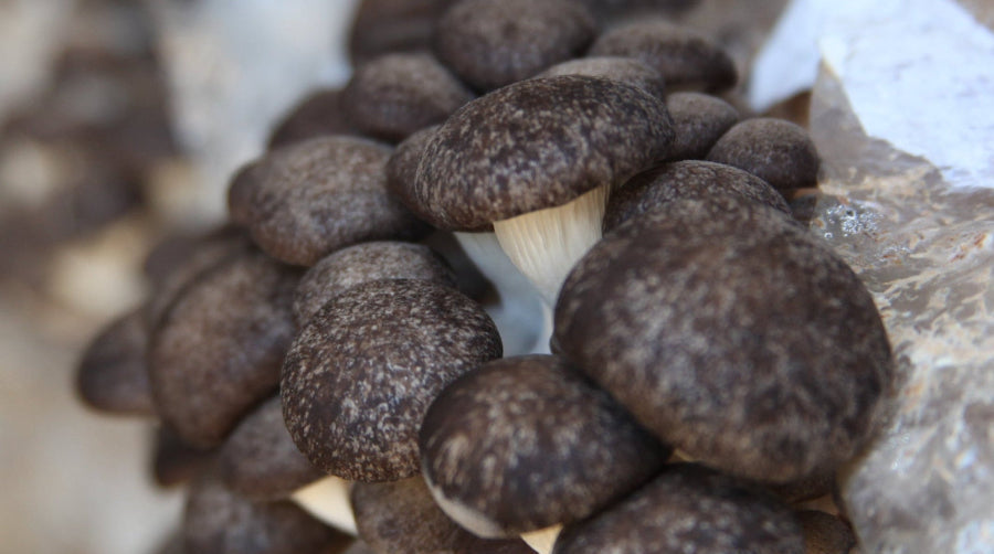Brown mushrooms growing on a rock with a blurred background