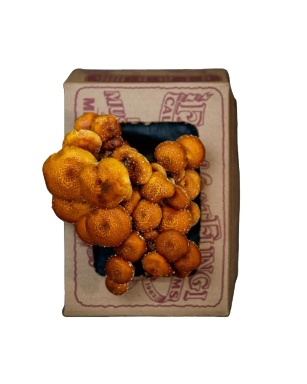 Cinnamon Cap Mushroom Mini-Farm Grow Kit