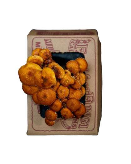 Cinnamon Cap Mushroom Mini-Farm Grow Kit