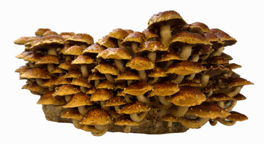 Cinnamon Cap Mushroom Mini-Farm Grow Kit