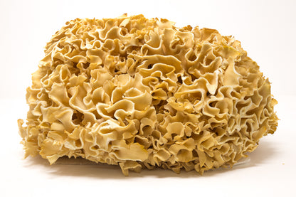 Close-up of a block of cheese with a textured surface on a white background