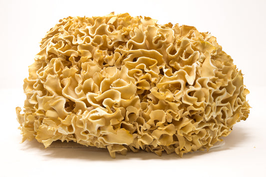 Close-up of a block of cheese with a textured surface on a white background