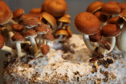 A close-up of Cinnamon Cap mushrooms growing on a mushroom farm, showing their golden orange caps and white mycelium.