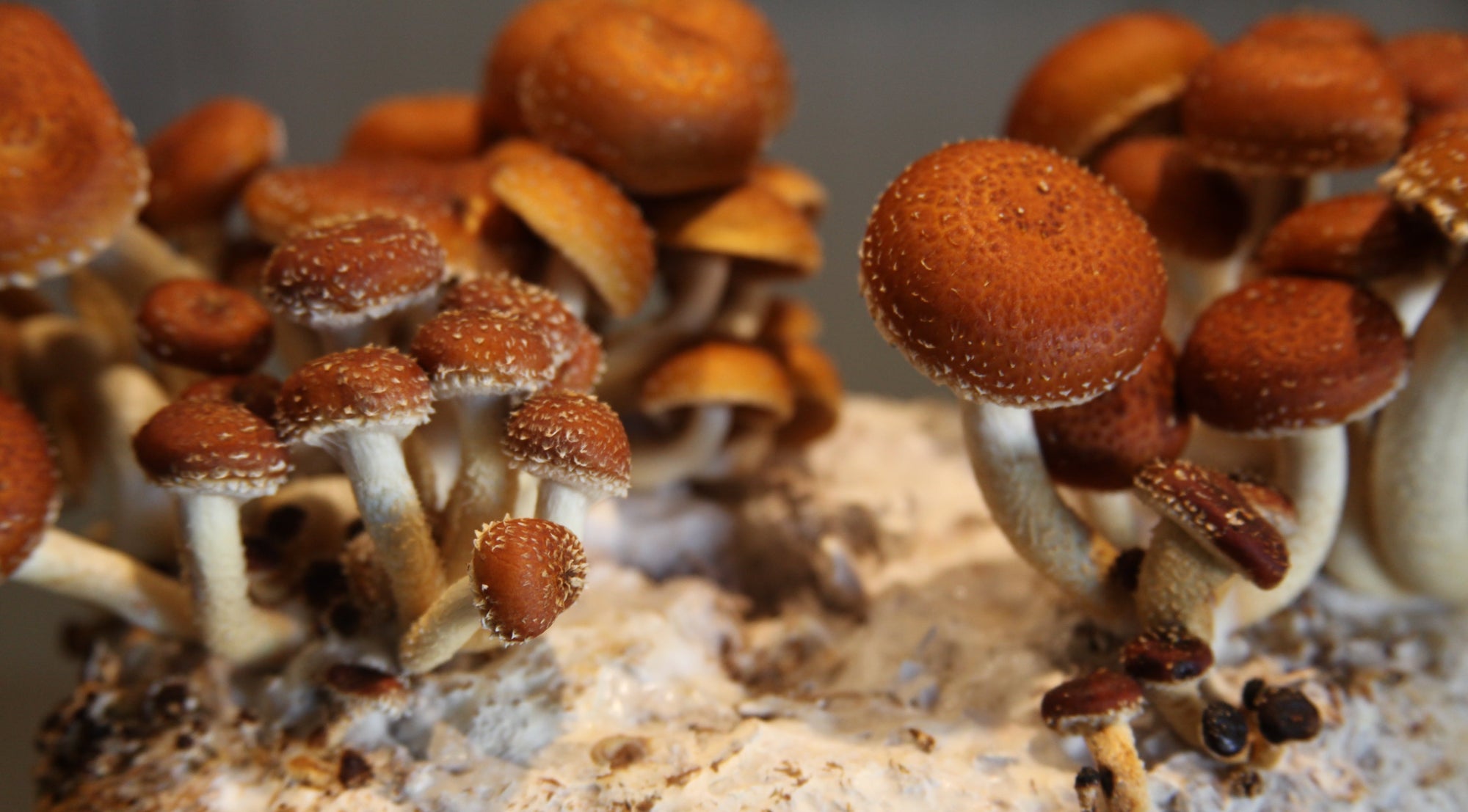 Close-up of brown mushrooms growing on a textured surface