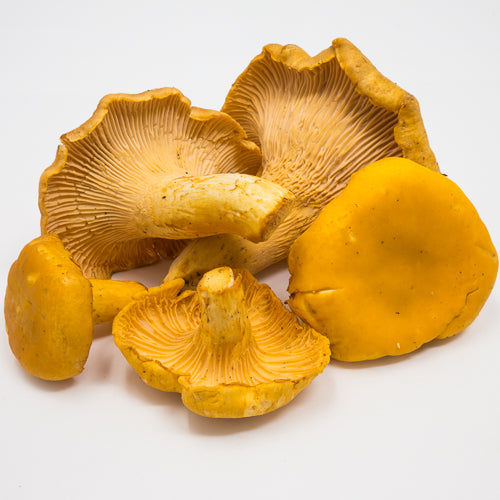Dried Wild Golden Chanterelle